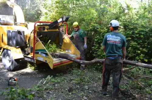 tree services Emerald Lake Hills